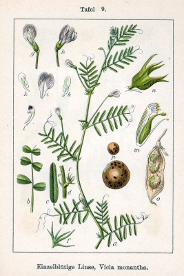 Vicia monantha