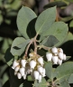 Arctostaphylos glandulosa