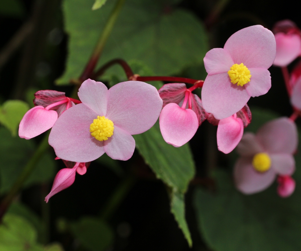 Begonia grandis