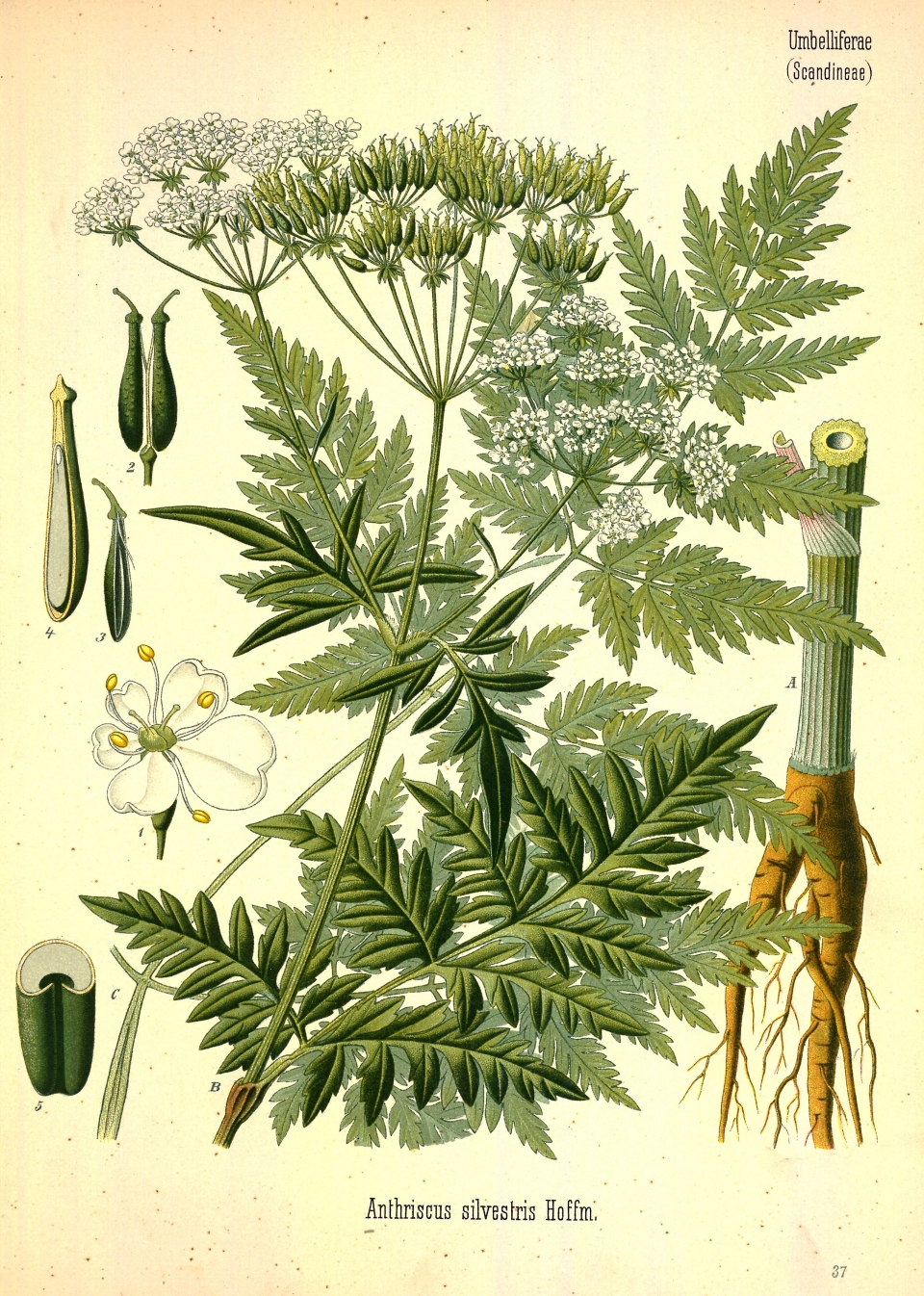 Anthriscus sylvestris