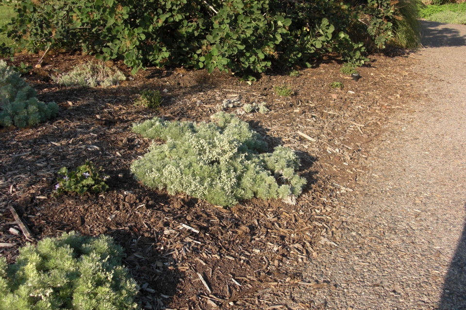 Artemisia schmidtiana