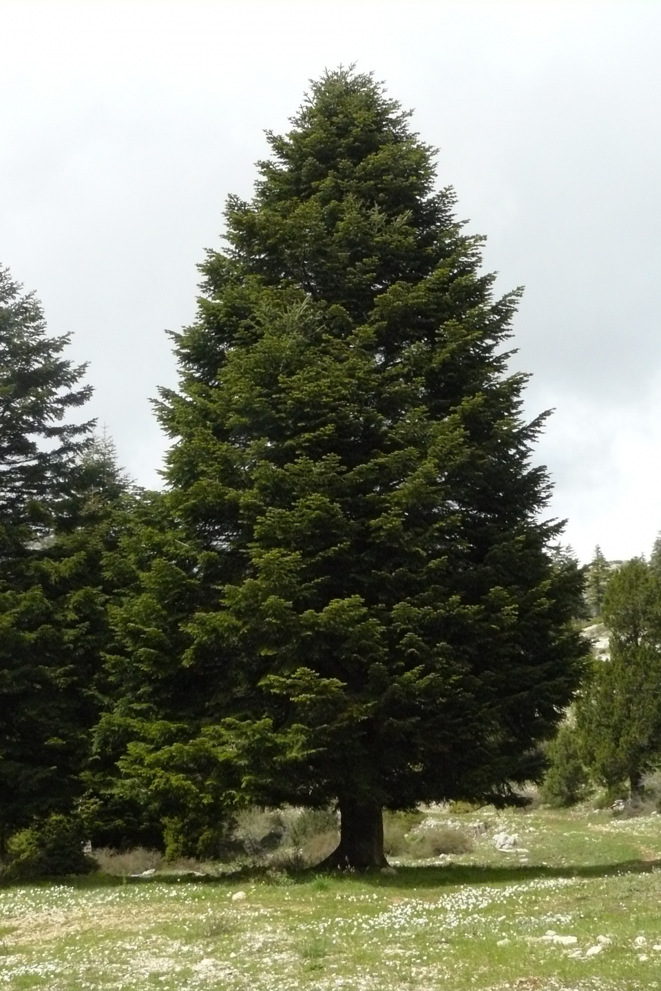 Abies cilicica