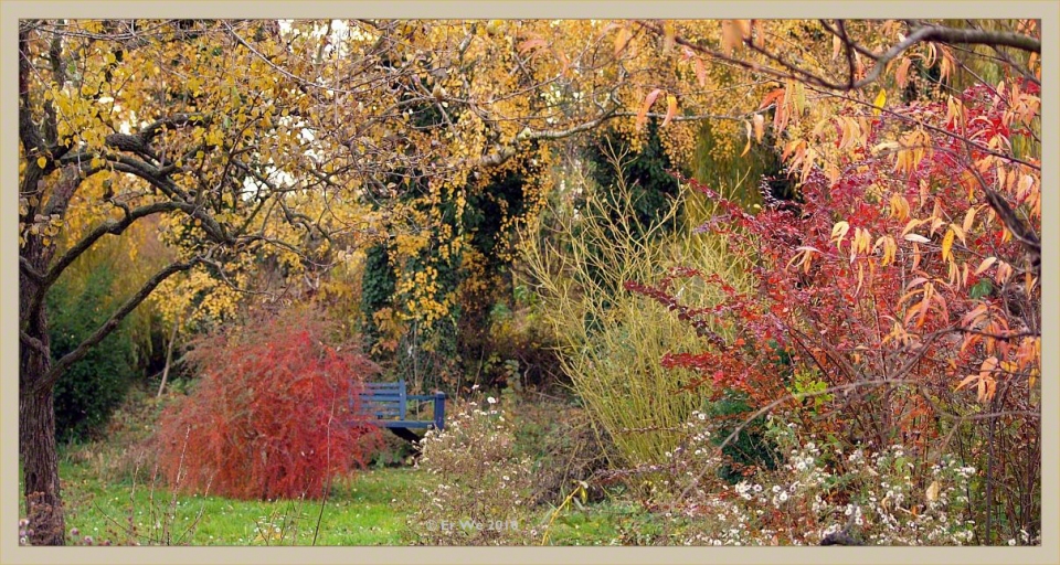 Berberis rubrostilla