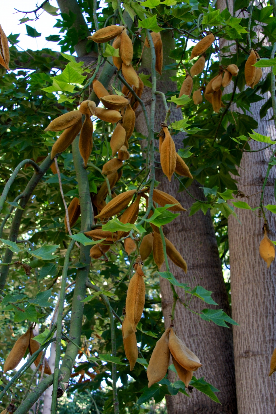 Brachychiton discolor