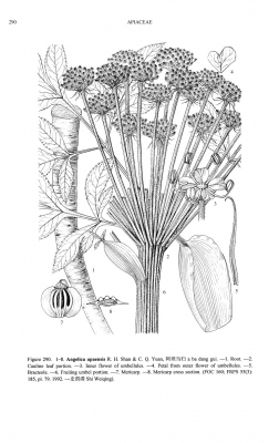 Angelica apaensis