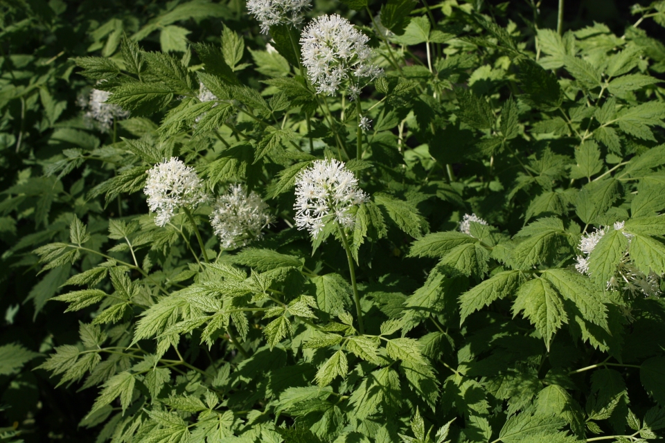 Actaea rubra