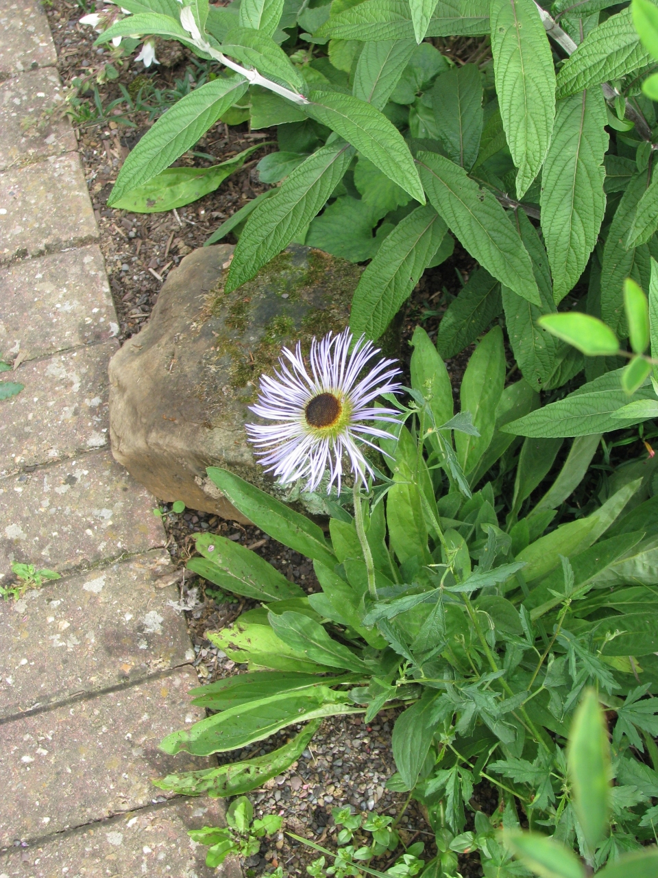 Aster diplostephioides