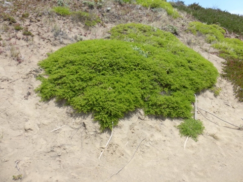 Baccharis pilularis