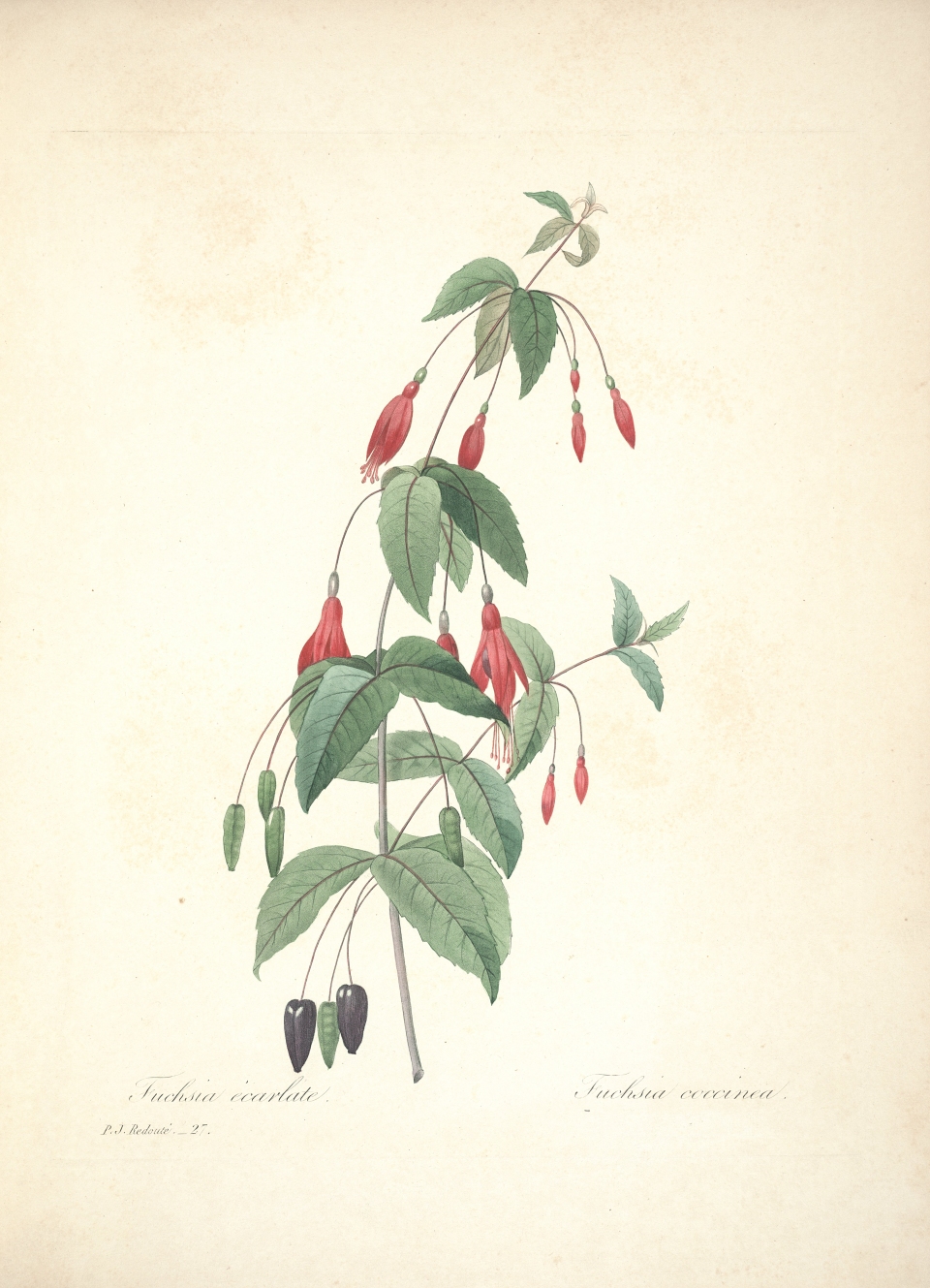 Fuchsia coccinea