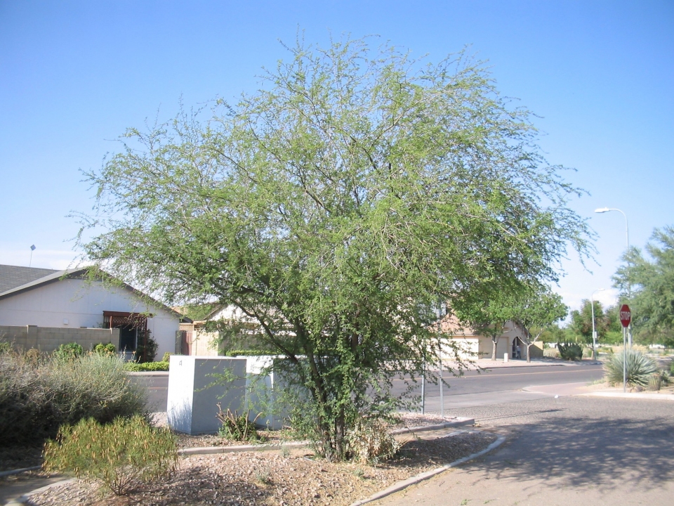 Vachellia farnesiana