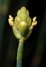 Ephedra americana