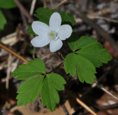 Anemone quinquefolia