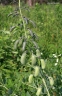 Baptisia lactea