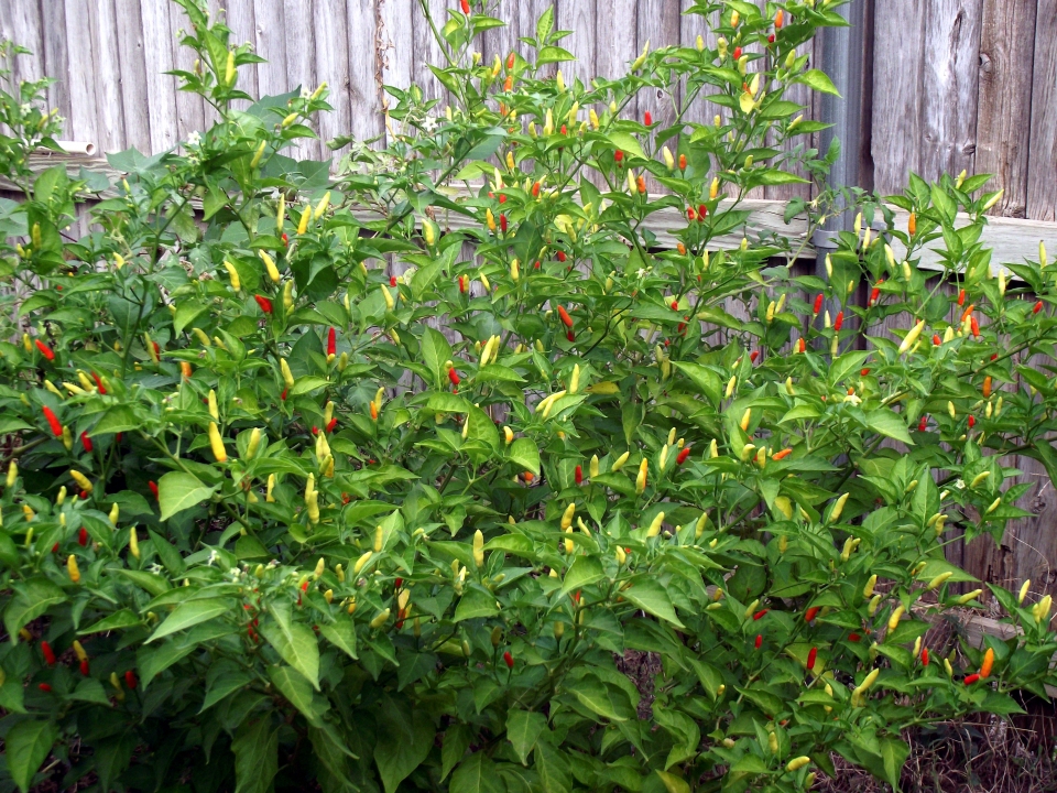 Capsicum frutescens