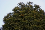 Araucaria bidwillii