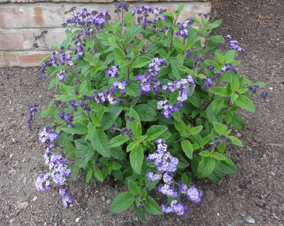 Heliotropium arborescens