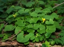 Viola biflora