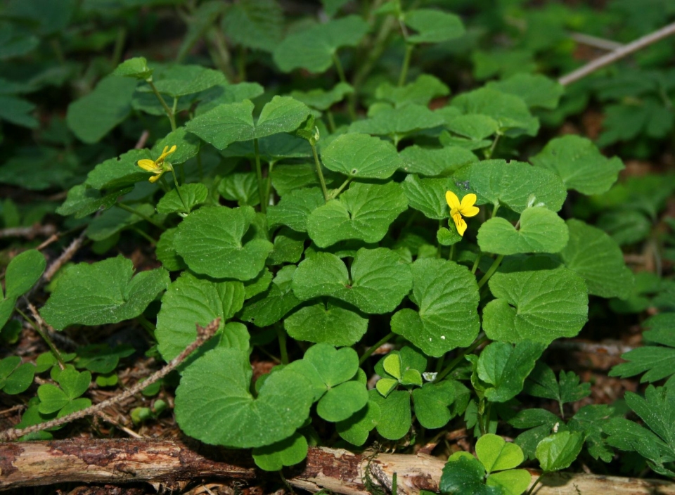 Viola biflora