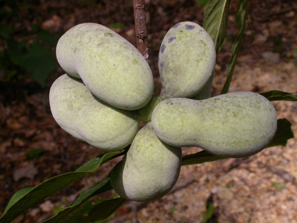 Asimina triloba