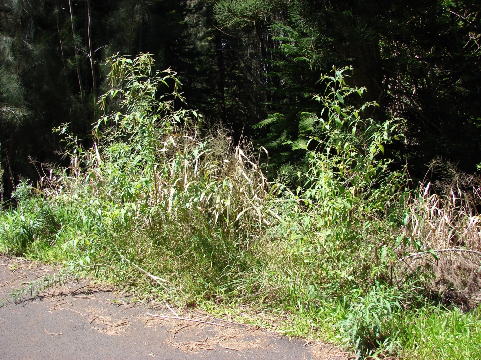 Buddleja asiatica