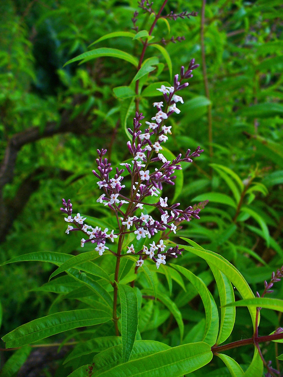 Aloysia citrodora