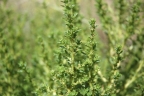 Amaranthus albus