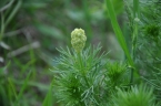 Adonis vernalis