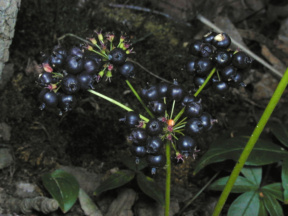 Aralia nudicaulis