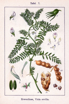 Vicia ervilia