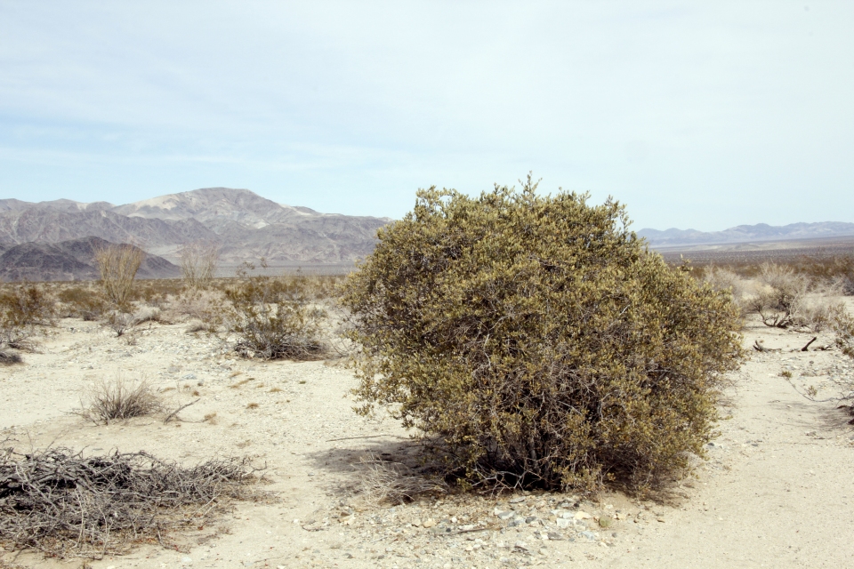 Simmondsia chinensis