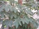 Aesculus chinensis
