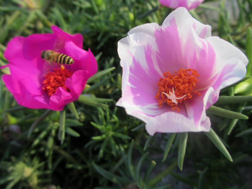 Portulaca grandiflora