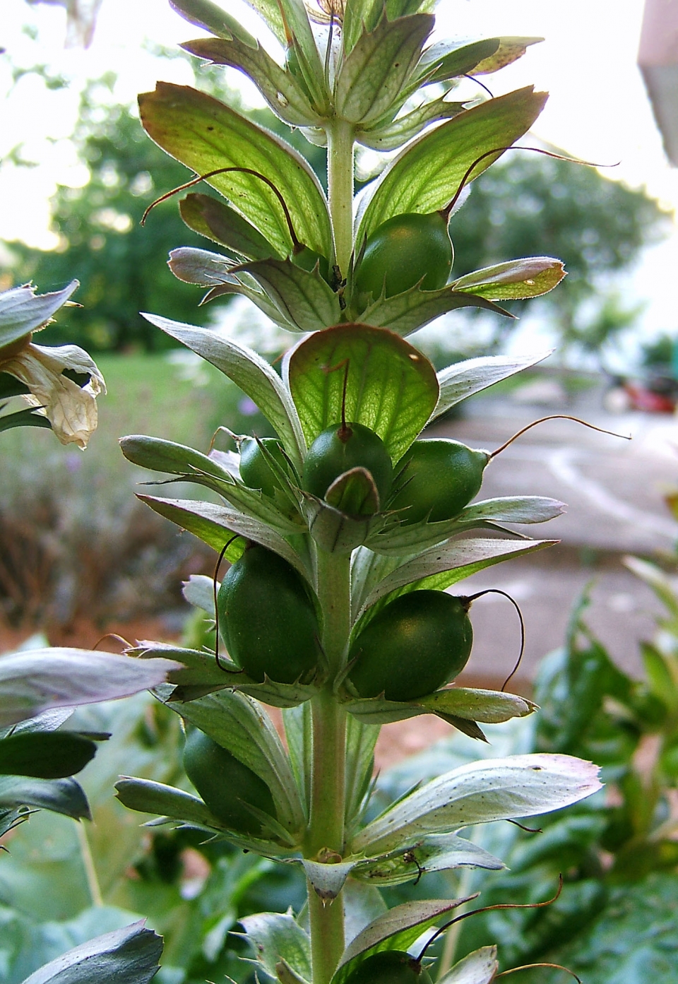 Acanthus mollis