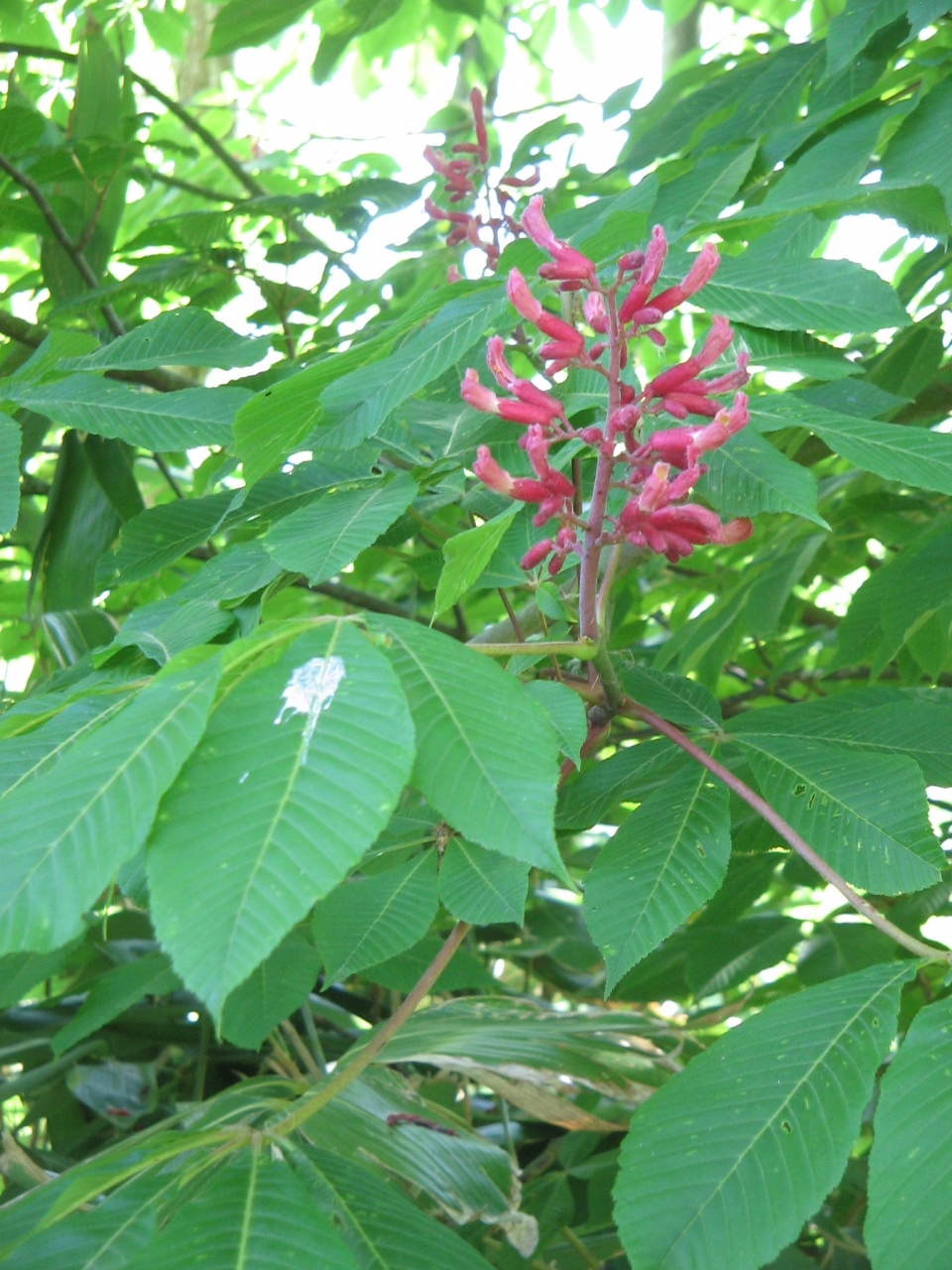 Aesculus pavia