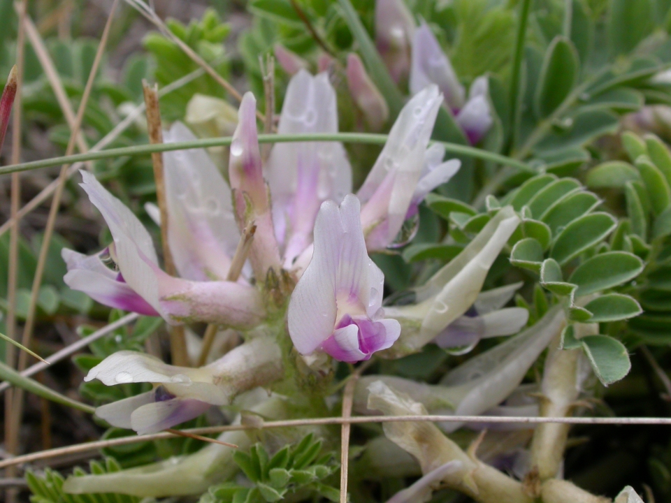 Astragalus crassicarpus