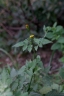 Bidens bipinnata