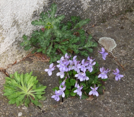 Viola reichenbachiana