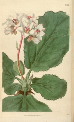 Bergenia pacumbis