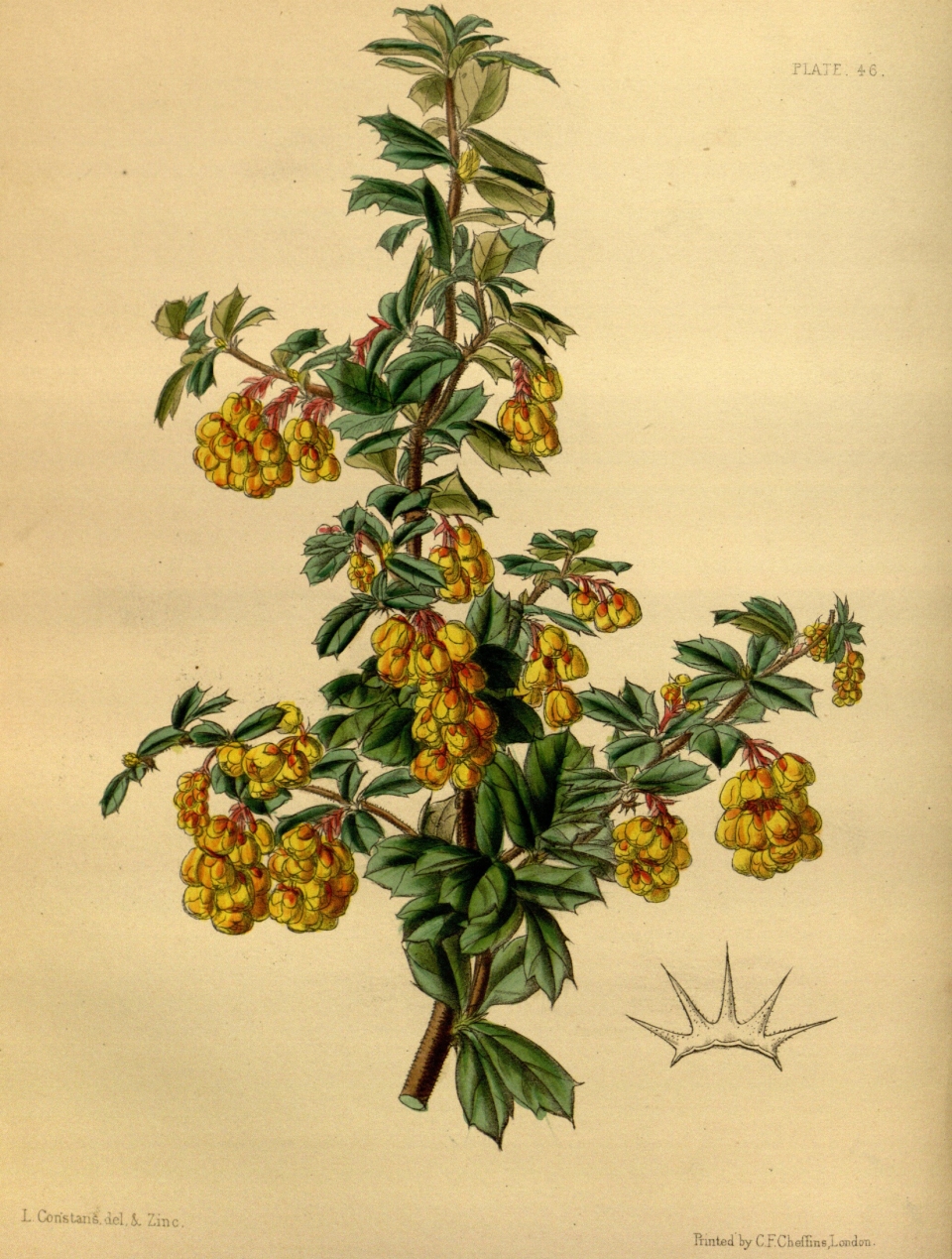 Berberis darwinii