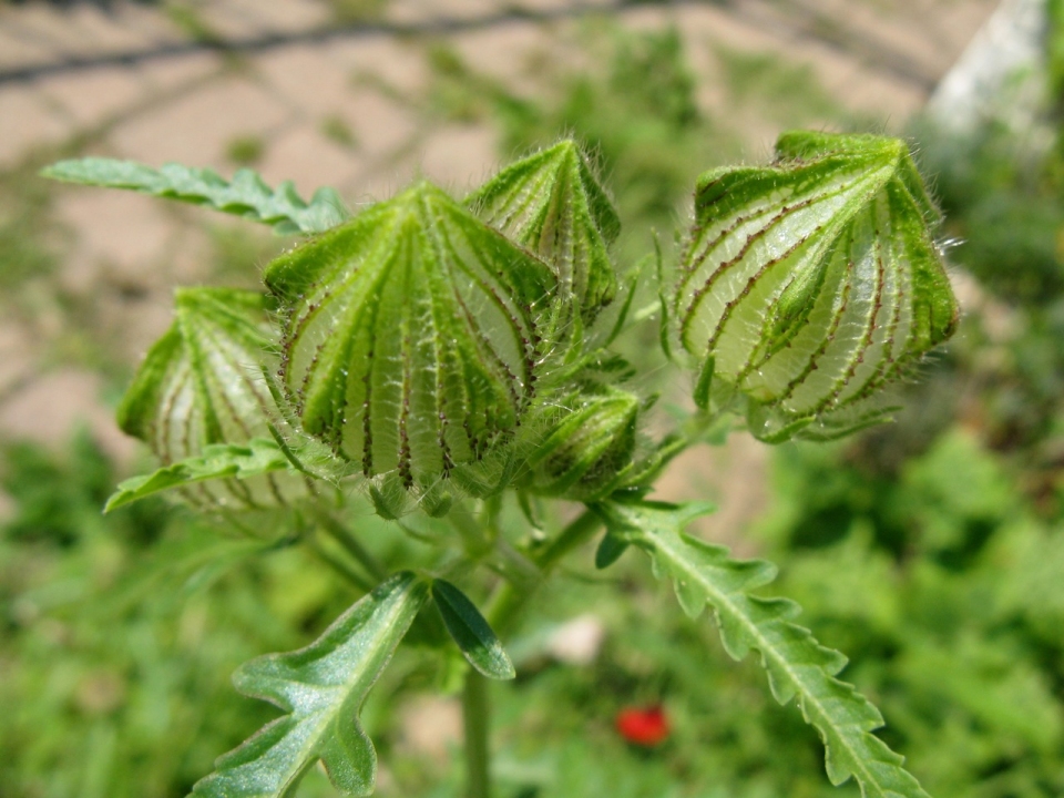 Hibiscus trionum