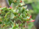 Atriplex littoralis