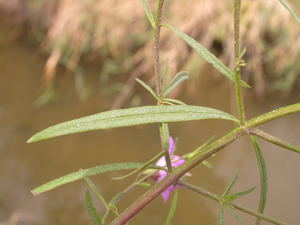 Agalinis tenuifolia