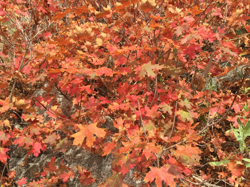 Acer saccharum grandidentatum