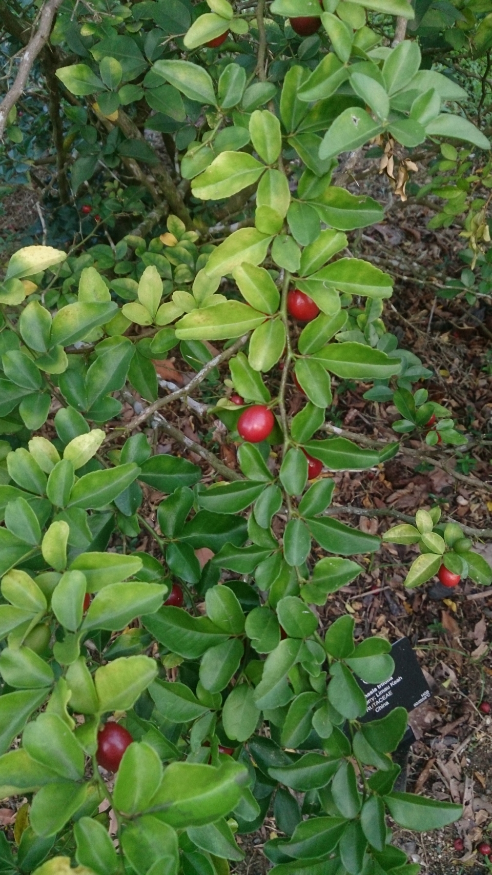 Triphasia trifolia