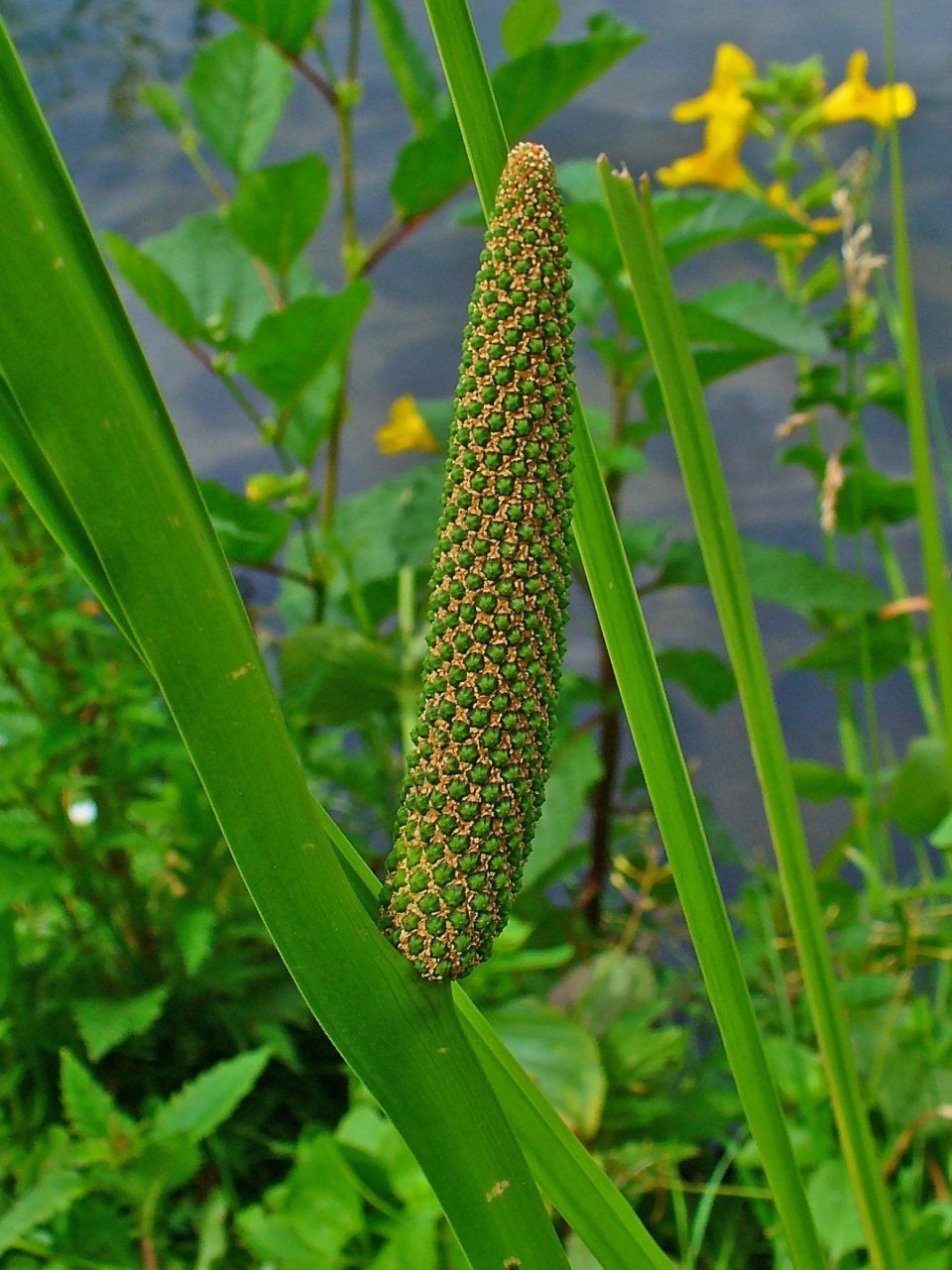 Acorus calamus angustatus