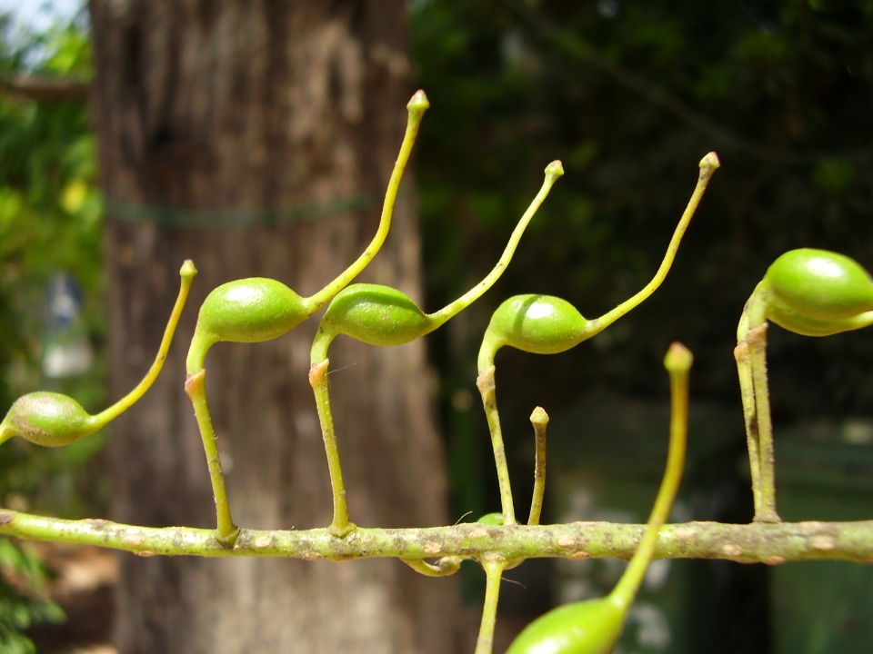 Grevillea robusta