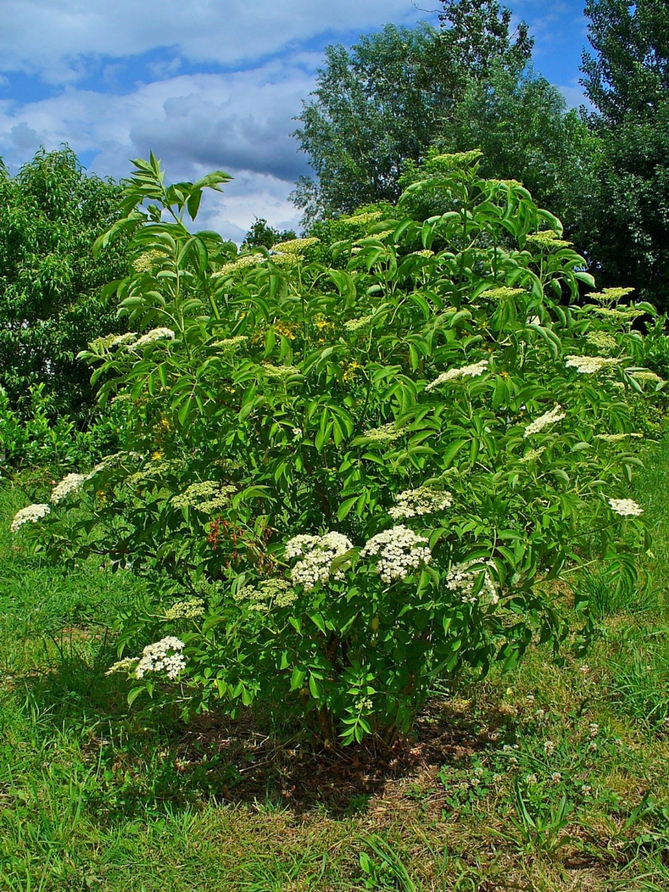 Sambucus canadensis