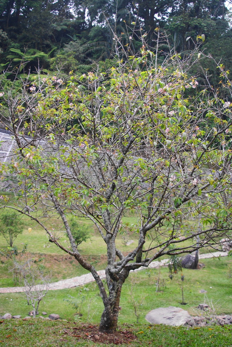 Prunus cerasoides