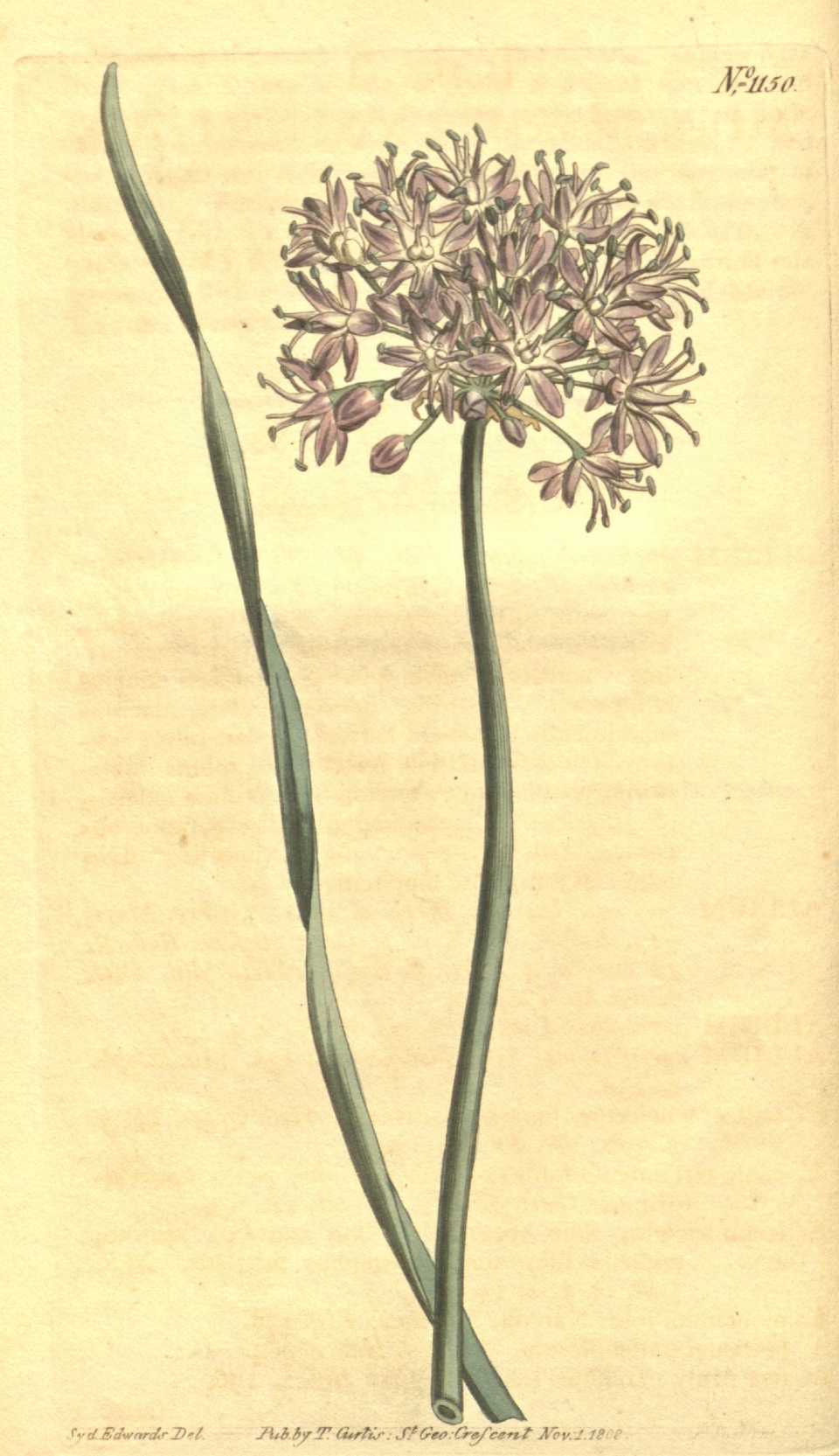 Allium senescens