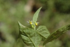 Solanum americanum